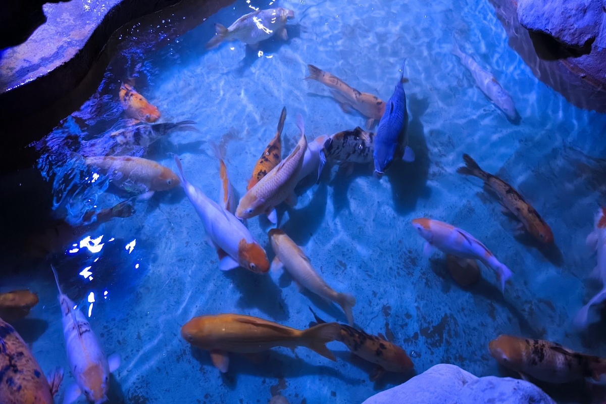 Hurghada Grand Aquarium
