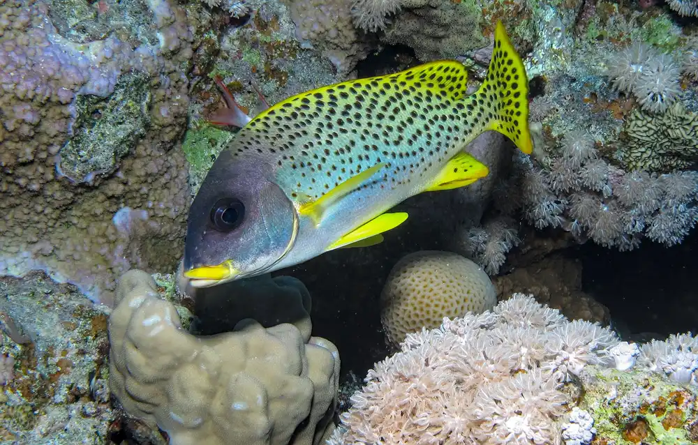 Red Sea reef in Hurghada