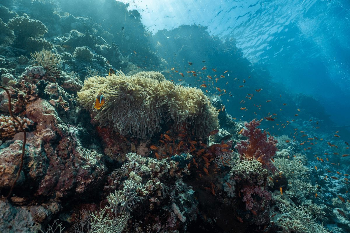 Elphinstone Reef
