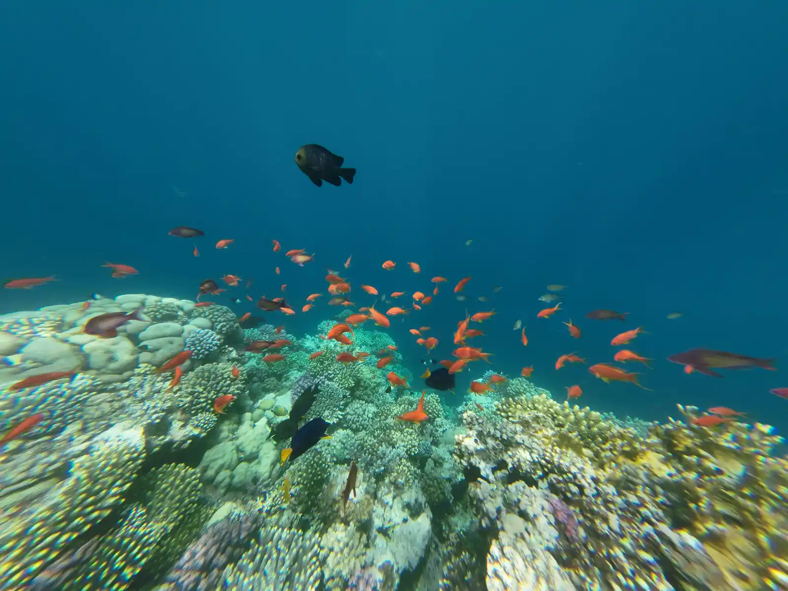 Red Sea reef in Hurghada, Egypt underwater