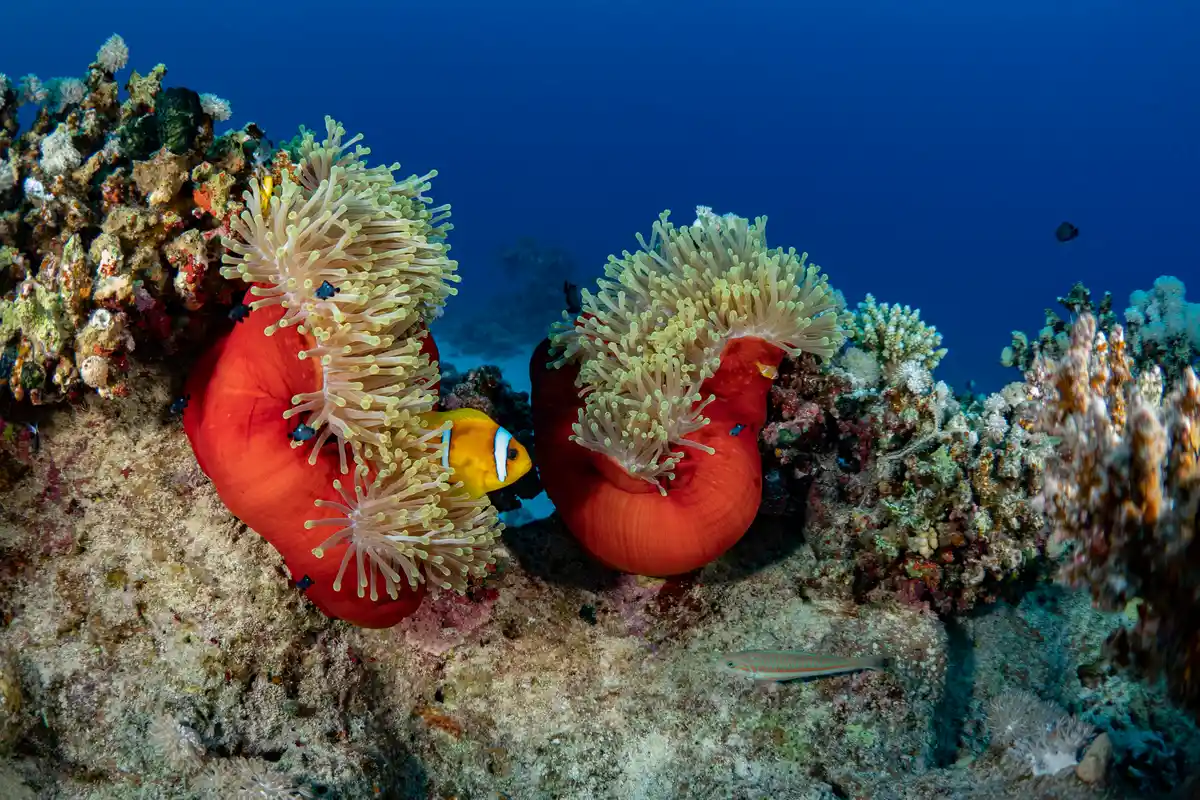 Red Sea marine life in Marsa Alam