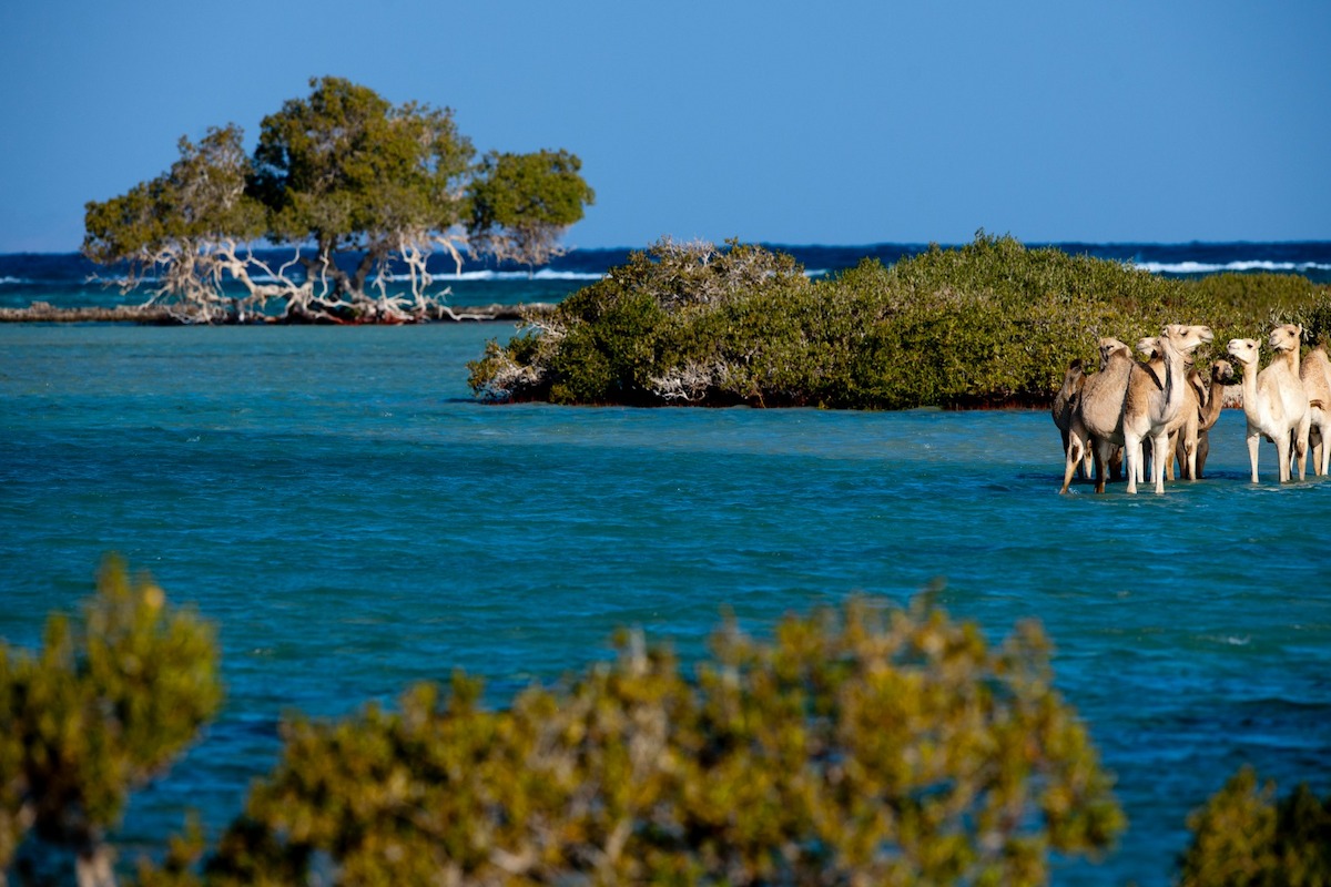 Wadi El Gemal National Park