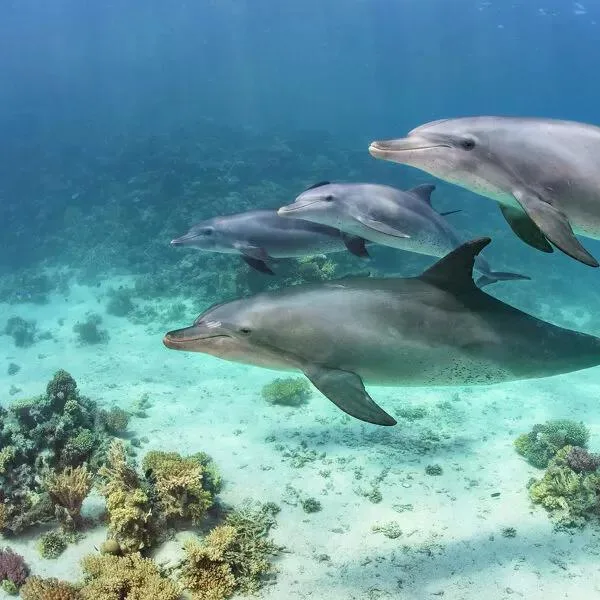 Dolphin House spinner dolphins near Hurghada