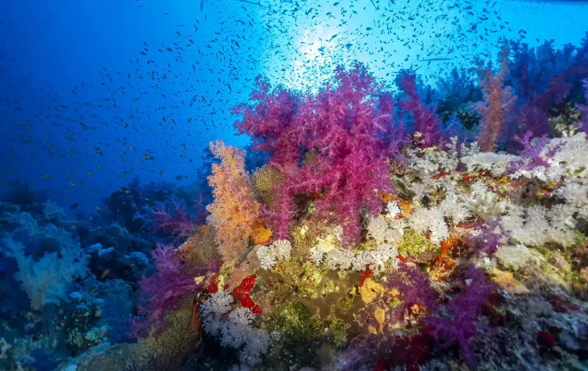 Careless Reef coral walls near Hurghada