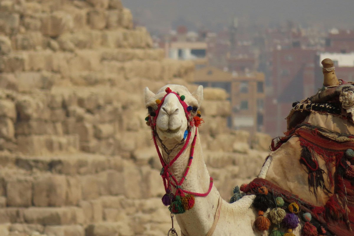 Cairo Day Trips - Giza Pyramids, Saqqara & Memphis Discovery Tour